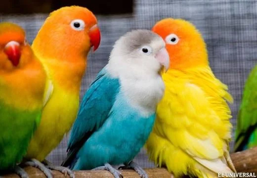 Tour al Aviario Nacional de Colombia